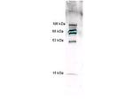 Myeloperoxidase Antibody in Western Blot (WB)