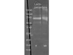 Lactoperoxidase Antibody in Western Blot (WB)