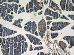 Marcks Antibody in Immunohistochemistry (Paraffin) (IHC (P))