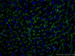 Icam-1 Antibody in Immunohistochemistry (PFA fixed) (IHC (PFA))