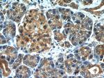 cIAP1 Antibody in Immunohistochemistry (Paraffin) (IHC (P))