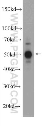 JNK Antibody in Western Blot (WB)