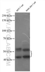 JNK Antibody in Western Blot (WB)