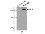 JNK Antibody in Immunoprecipitation (IP)