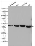 XIAP Antibody in Western Blot (WB)