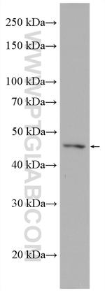 XIAP Antibody in Western Blot (WB)