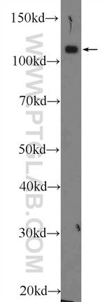 RB1 Antibody in Western Blot (WB)