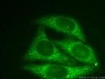 SNAPIN Antibody in Immunocytochemistry (ICC/IF)