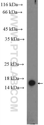 SNAPIN Antibody in Western Blot (WB)