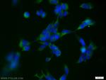 SNAPIN Antibody in Immunocytochemistry (ICC/IF)