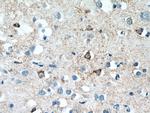 SNAPIN Antibody in Immunohistochemistry (Paraffin) (IHC (P))