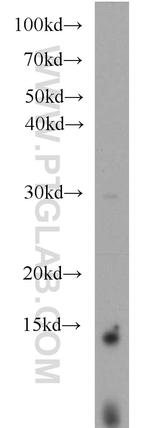 SNAPIN Antibody in Western Blot (WB)