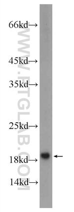 SNAPIN Antibody in Western Blot (WB)