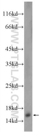 SNAPIN Antibody in Western Blot (WB)