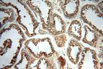 FKBPL Antibody in Immunohistochemistry (Paraffin) (IHC (P))