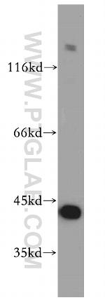 FKBPL Antibody in Western Blot (WB)