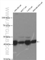 FKBPL Antibody in Western Blot (WB)