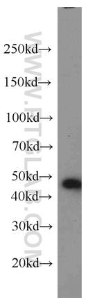 FKBPL Antibody in Western Blot (WB)