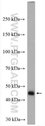 FKBPL Antibody in Western Blot (WB)