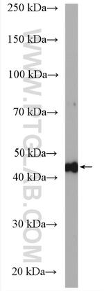 FKBPL Antibody in Western Blot (WB)