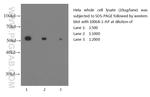 beta Tubulin Antibody in Western Blot (WB)