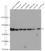 beta Tubulin Antibody in Western Blot (WB)