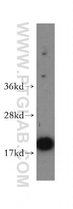 UBC9 Antibody in Western Blot (WB)