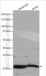 Recoverin Antibody in Western Blot (WB)