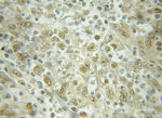 Importin beta Antibody in Immunohistochemistry (Paraffin) (IHC (P))