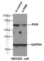 PKM Antibody in Western Blot (WB)