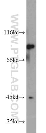 CD71 Antibody in Western Blot (WB)