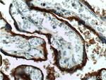 CD71 Antibody in Immunohistochemistry (Paraffin) (IHC (P))