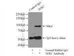 CD71 Antibody in Immunoprecipitation (IP)