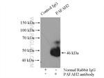 PAFAH2 Antibody in Immunoprecipitation (IP)