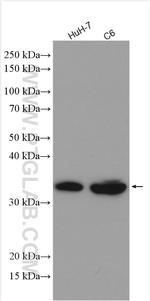 Annexin IV Antibody in Western Blot (WB)