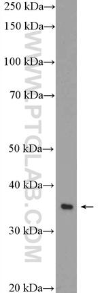 Annexin IV Antibody in Western Blot (WB)