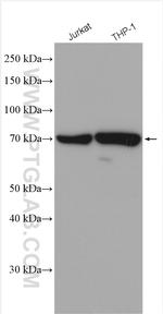 ATG7 Antibody in Western Blot (WB)