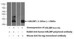 ARL2BP Antibody in Western Blot (WB)