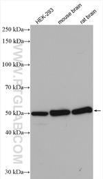 beta Tubulin Antibody in Western Blot (WB)