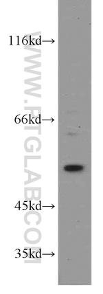 beta Tubulin Antibody in Western Blot (WB)