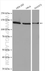 DHX38 Antibody in Western Blot (WB)