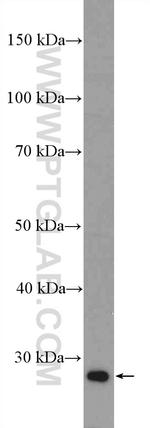 SIRT3 Antibody in Western Blot (WB)