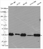 SIRT3 Antibody in Western Blot (WB)