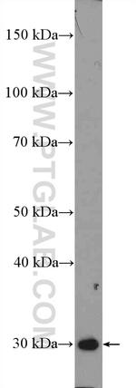 SIRT3 Antibody in Western Blot (WB)