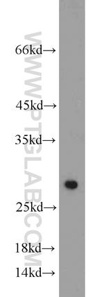 SIRT3 Antibody in Western Blot (WB)