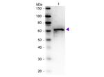 Bovine Serum Albumin Antibody in Western Blot (WB)