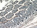 CX3CL1 Antibody in Immunohistochemistry (Paraffin) (IHC (P))