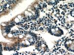 CX3CL1 Antibody in Immunohistochemistry (Paraffin) (IHC (P))