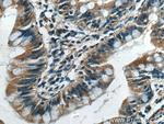 CX3CL1 Antibody in Immunohistochemistry (Paraffin) (IHC (P))