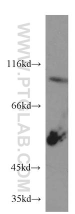 CX3CL1 Antibody in Western Blot (WB)